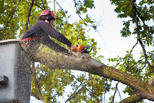 Professional Tree Removal Services in Monterey, TN