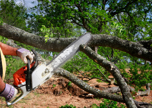 Best Arborist Consultation Services  in Monterey, TN