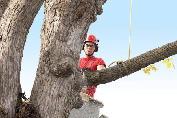 Best Tree Risk Assessment  in Monterey, TN